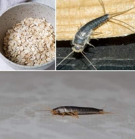 Tricks to eliminate “silverfish” from our homes foreve