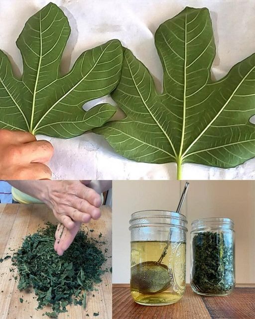 Using the Power of Fig Leaves to Naturally Cure Diabetes and More