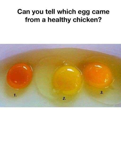 which egg came from a healthy chicken ?