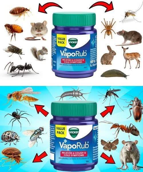 VICKS VAPORUB Hack for Pest Removal: Mosquitoes Ants Flies Spiders RodentsCockroachesand Gnats