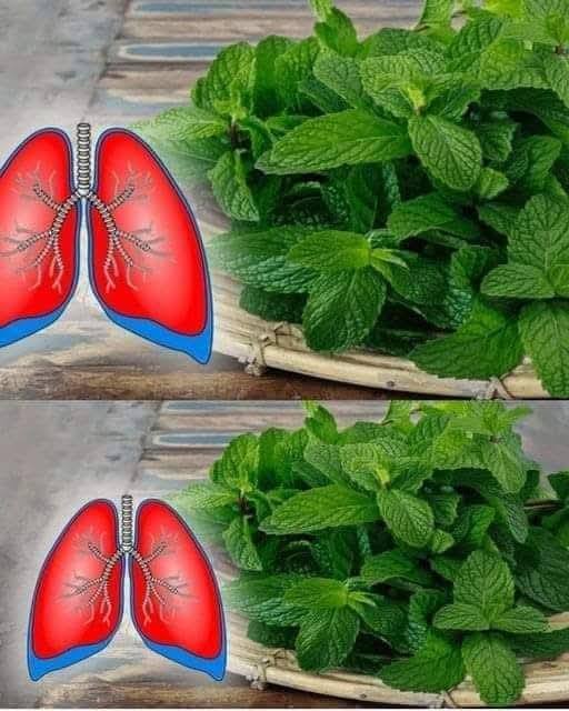 6 Plants to Clean Your Lungs and Fight Asthma