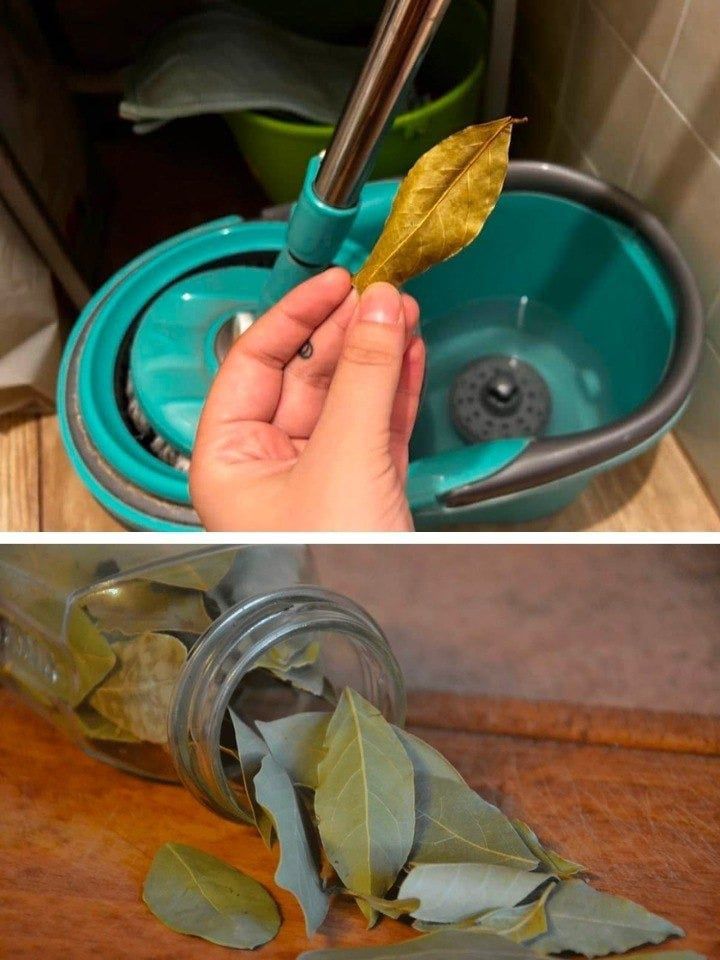 Elevating Your Cleaning Game: The Transformative Power of Bay Leaves