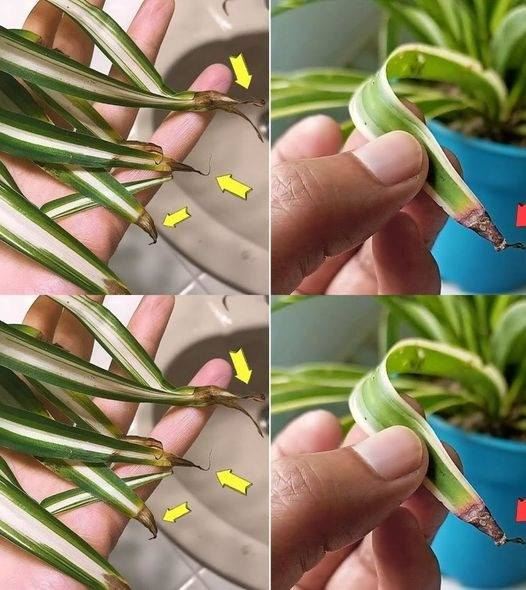 Why do spider plant tips turn brown