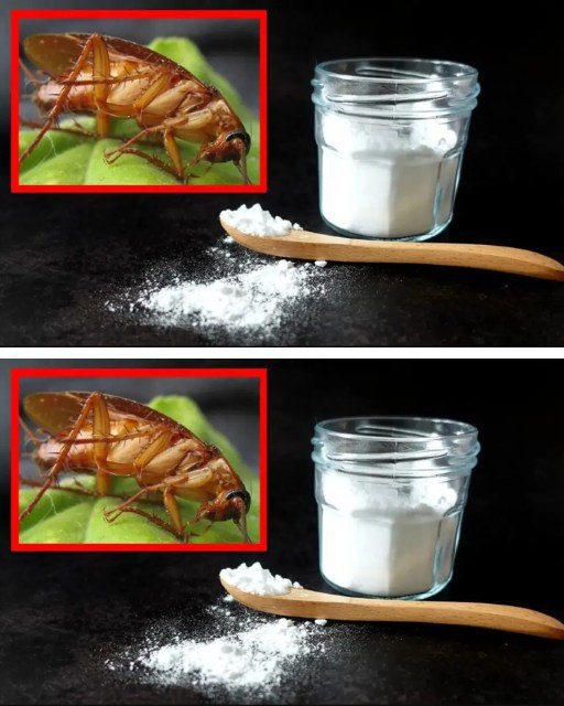 How to permanently eliminate cockroaches with baking soda and sugar